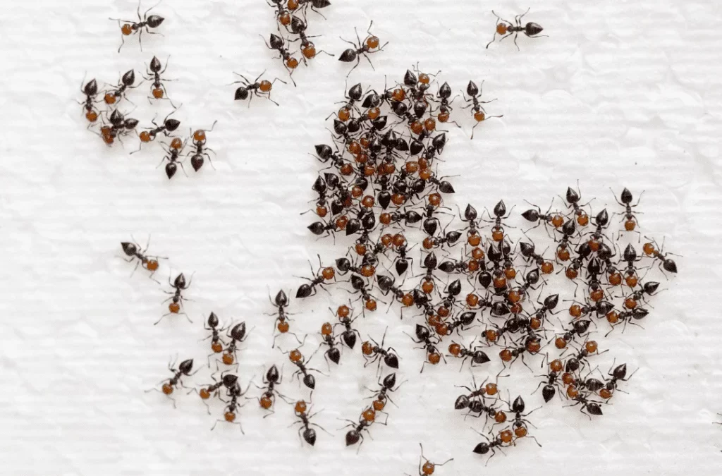 Ant pest control Durban home and office