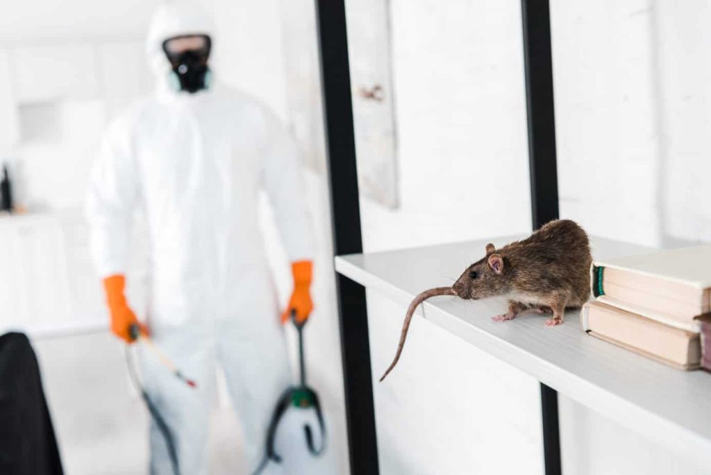 Rodent control Durban expert service
