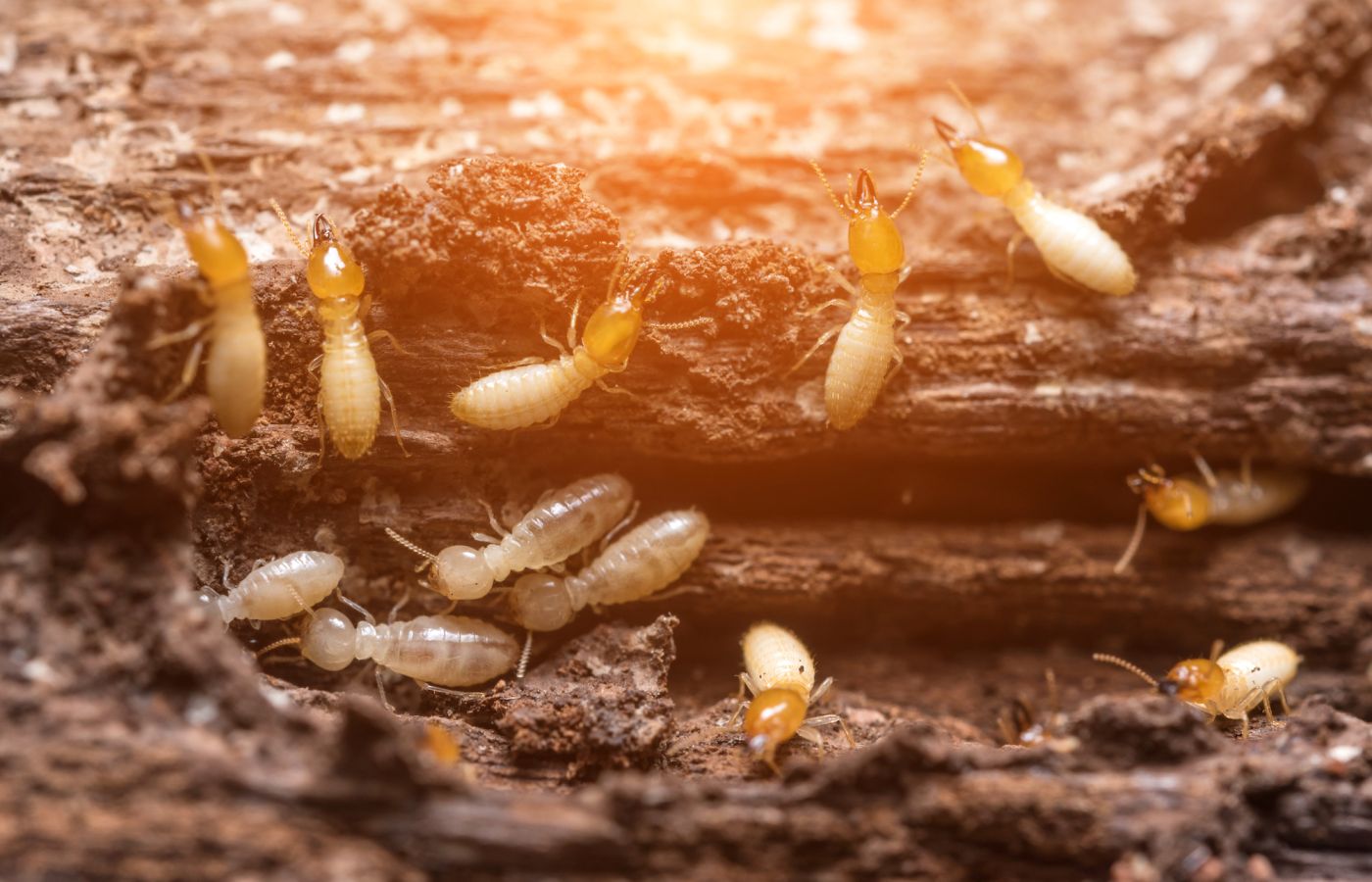 Termite control Durban treatment service